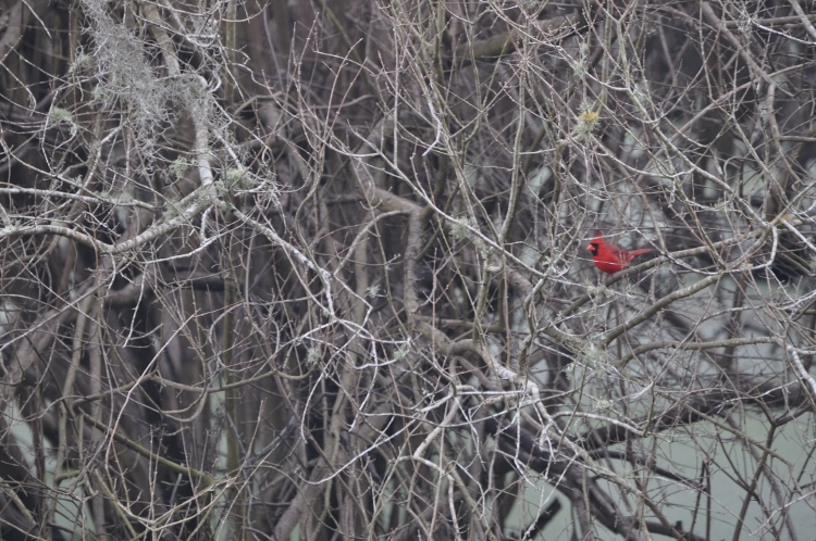 cardinal in tree